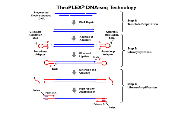 TP-DNA-seq-chemistry-for-slider