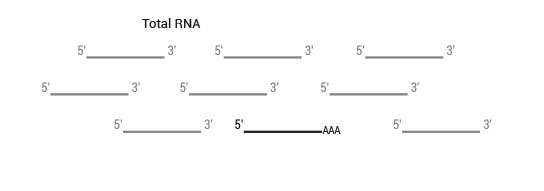 sensemRNA_workflow01