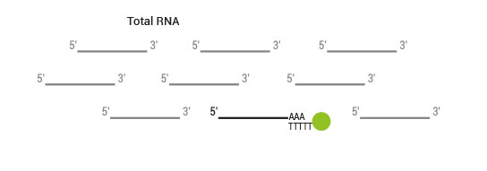 sensemRNA_workflow02