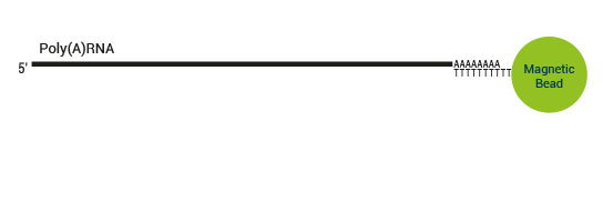 sensemRNA_workflow03