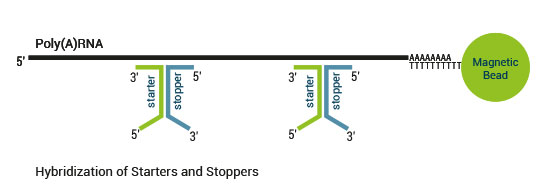 sensemRNA_workflow04