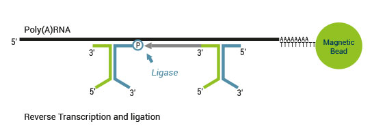 sensemRNA_workflow05