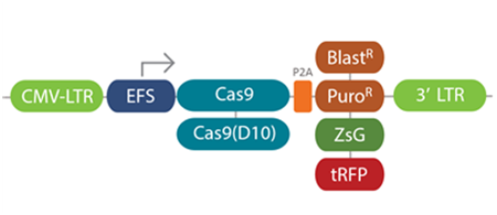 Cas9-expression-vectors