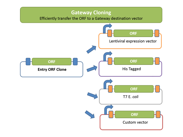 Gateway Cloning