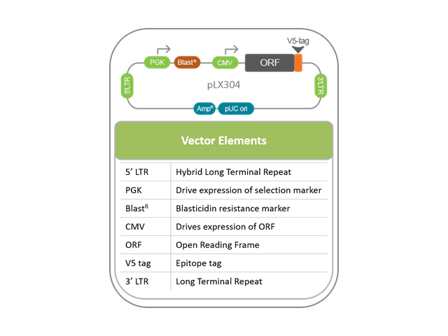 Lentiviral ORF Expression Vector