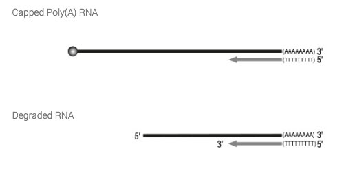 TeloPrimeWorkflowpage01