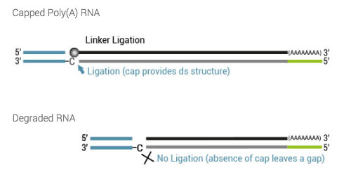 TeloPrimeWorkflowpage02