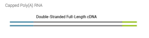 TeloPrimeWorkflowpage04