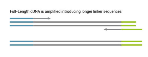 TeloPrimeWorkflowpage05