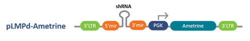 pLMPd-Ametrine Retroviral Vector