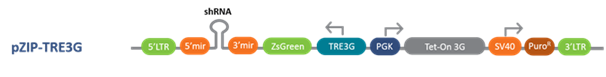 pZIP-Inducible-Lentiviral-Vector