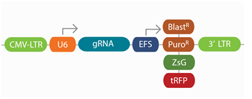 transEDIT-gRNA-02